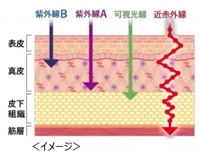 「光ダメージ」を啓発するイベント「EQUITANCESHOW-CK」で驚きの声が続出！