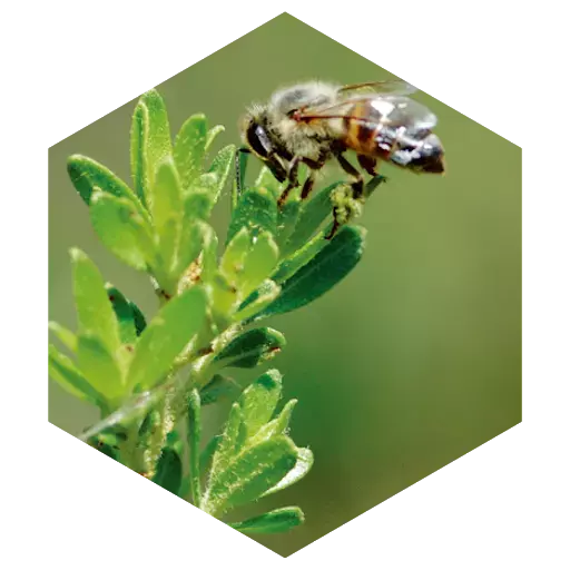 アピセラピーで女性のデリケートな悩みをサポート！山田養蜂場より新商品登場。