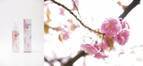 純度100％の桜ミストが登場！新潟県五泉市から、春が届く