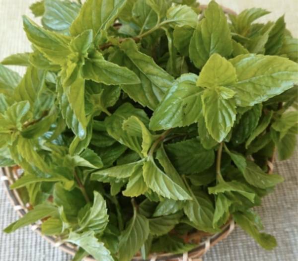 フレッシュミントでデトックス！ノンアルコールのモヒート登場。