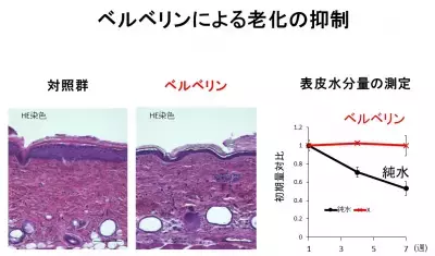 細胞のミトコンドリア活性で“脱・白髪”へ！「老け髪」予防の最新研究を発表