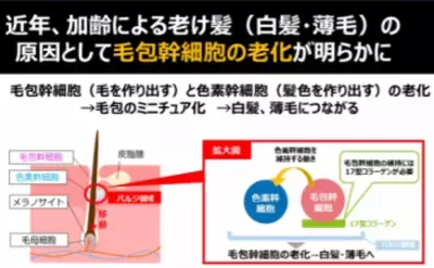 細胞のミトコンドリア活性で“脱・白髪”へ！「老け髪」予防の最新研究を発表