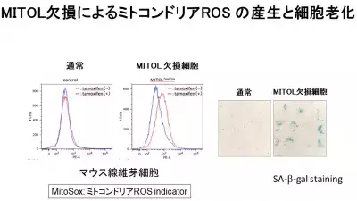 細胞のミトコンドリア活性で“脱・白髪”へ！「老け髪」予防の最新研究を発表