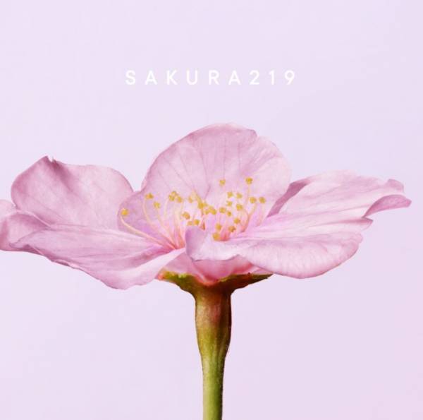 【完売必至】SHIROから大人気の香り『さくら219』のアイテムが登場