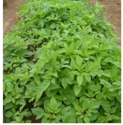 宮古ビデンス・ピローサによるアンチポリューションコスメ「Amulace コンディショニングアクアジェル」新登場