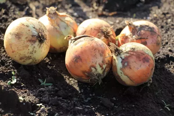 マスクによる肌荒れ対策！美肌と免疫力アップが叶う新玉ねぎの体内発酵レシピ