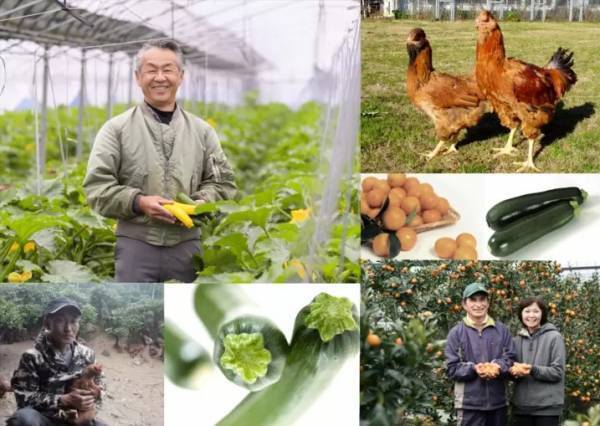 宮崎県の生産者を応援！パワーサラダ専門店「HIGH FIVE SALAD」