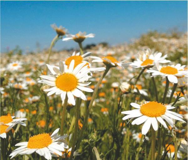 【THE BODY SHOP】ベストセラー「カモマイルシリーズ」に新クレンジング誕生