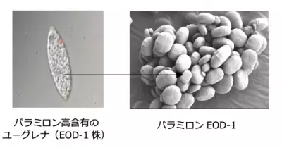 【女性の7割が秋バテ】心身の疲れと睡眠の不調…疲労蓄積ループに注意！
