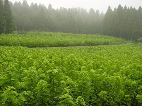 美容青汁『桑の葉美人』がエステティック市場販売でシェアNo.1に