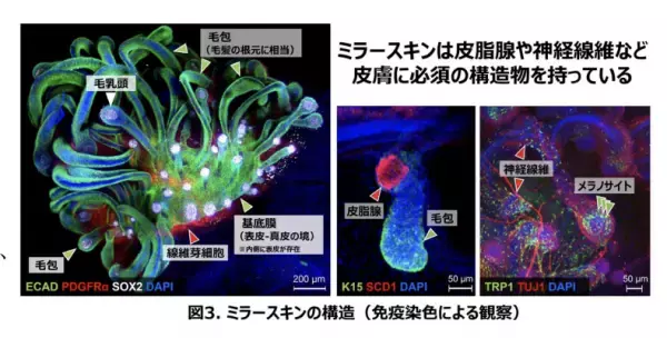 将来はテーラーメイド化粧品も可能に！？ ポーラがiPS細胞から個性を反映した皮膚の作製に成功