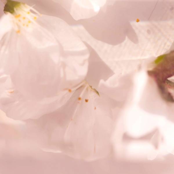 SHIROの「さくら219」が今年はさくら色の容器で登場