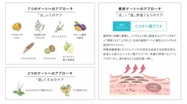 ベストコスメ多数！ETVOS「ホワイトニングクリアライン」に新作UV下地誕生