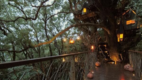 まるで秘密基地！ 「星野リゾート リゾナーレ熱海」の樹齢300年のツリーハウス