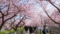 圧巻！4kmの桜並木「河津桜まつり」で一足早いお花見を♡