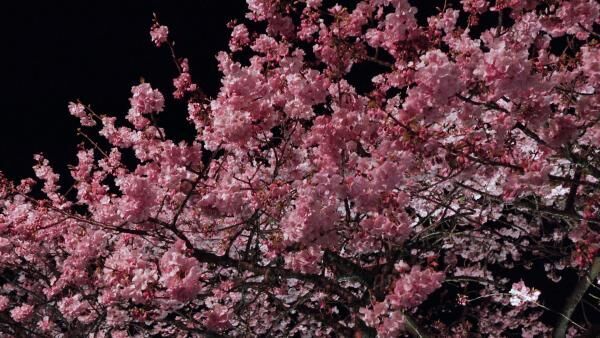 圧巻！4kmの桜並木「河津桜まつり」で一足早いお花見を♡