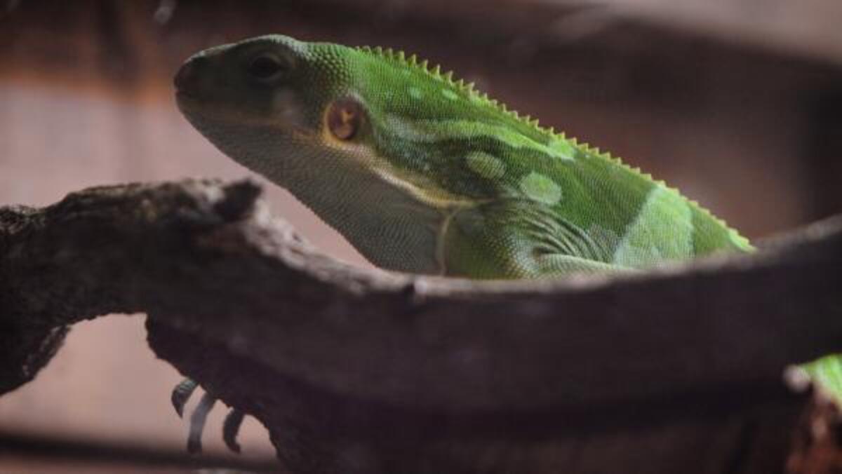 ちょっと変わった動物園 Izoo で爬虫類 両生類の可愛さを再発見 17年3月3日 ウーマンエキサイト 1 2