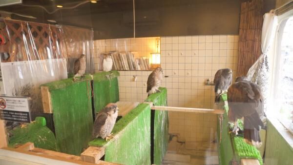 SNSで話題！ 鷹と出会える“世界初”の猛禽類カフェ「鷹匠茶屋」