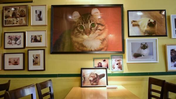 猫と優雅にティータイム♡ 紅茶専門店「ディー・カッツェ」 4匹の美猫一家