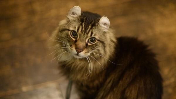 猫と優雅にティータイム♡ 紅茶専門店「ディー・カッツェ」 4匹の美猫一家