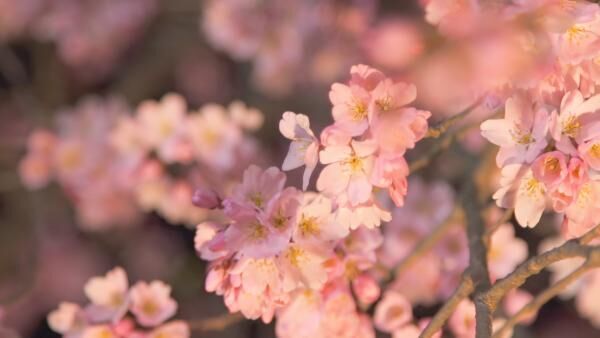 夜桜とともに感じる、春の足音。「六義園しだれ桜ライトアップ」