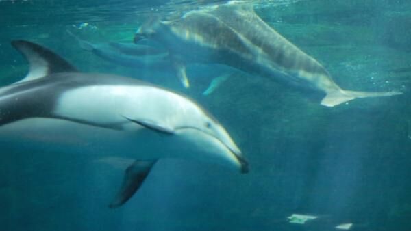 青い”ジンベイソフト”が超話題！世界最大級の水族館「海遊館」