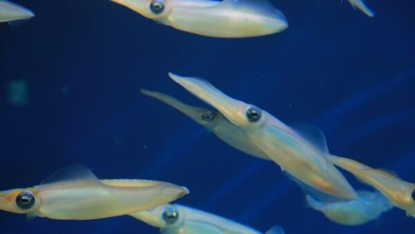 気分はまるでダイビング!? 「マリンワールド 海の中道」のかわいすぎる生き物たち