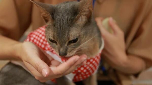 吉祥寺・猫カフェ「きゃりこ」猫に振り回される癒やし空間