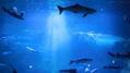 ナイトワンダーアクアリウム2016～月光に漂う水族館～ 新江ノ島水族館の光るカクテル