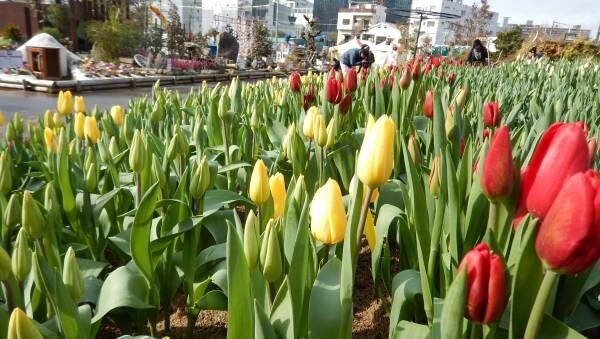 3月18日まで。12万株の花たちが彩る花のイベント開催中