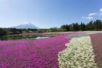 80万株の芝桜が咲き誇る 春の風物詩イベント