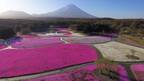 桜の絨毯が麓を彩る。ビビッドなピンクが眩しい芝桜まつり