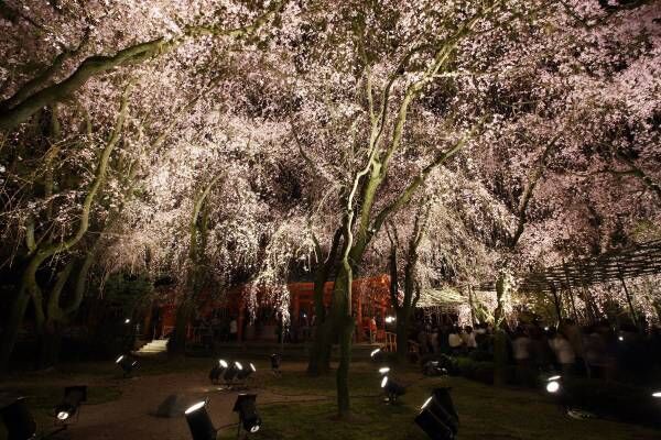 300本の桜に囲まれる！京の都で幻想的なコンサートが開催