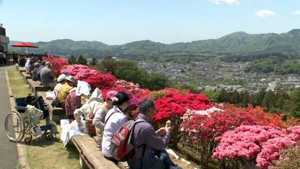 小さな花々が織りなす景色。山を赤く染め上げるつつじ祭り