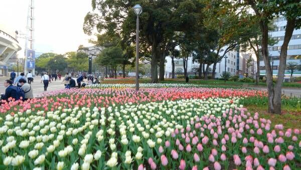 パステルカラーが彩る約10,000㎡の大パノラマ