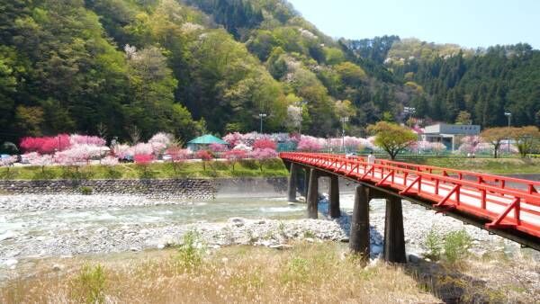 圧巻の桃色グラデーション。10,000本が魅せる日本一の桃源郷