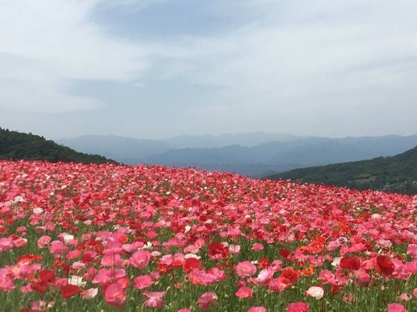 青空へ続く花畑 1 500万本が咲き渡る天空のポピー 18年6月14日 ウーマンエキサイト 1 2
