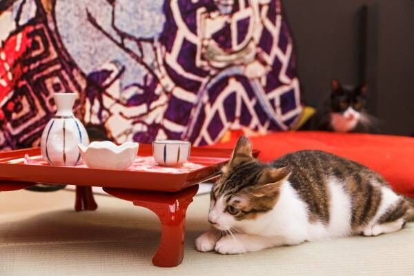 江戸版猫カフェ「江戸ねこ茶屋」 期間限定オープン！