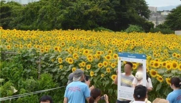 55万本が咲き誇る「ひまわりまつり」が神奈川県・座間市にて開催！