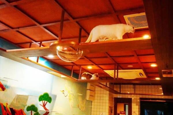 日本初！銭湯風保護猫カフェ「ねこ浴場」オープン