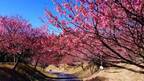 早咲きの土肥桜で春の訪れを感じよう! 静岡県・ 伊豆市の早春を満喫