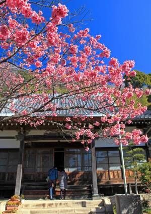 早咲きの土肥桜で春の訪れを感じよう! 静岡県・ 伊豆市の早春を満喫