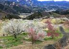 咲き誇る梅の絨毯は圧巻！この春は文豪も愛した静岡県・伊豆市にお出かけ