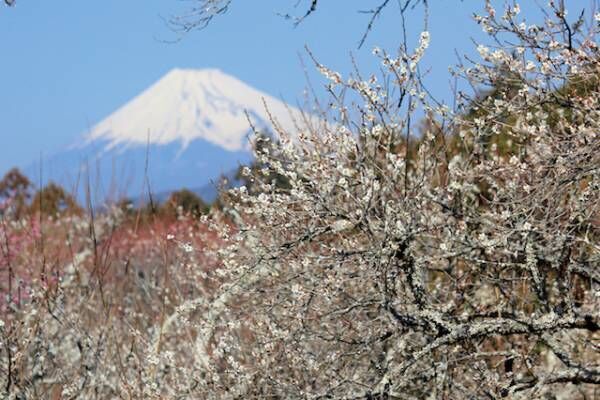 咲き誇る梅の絨毯は圧巻！この春は文豪も愛した静岡県・伊豆市にお出かけ