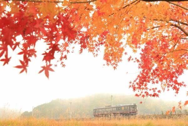 絶景と美食を堪能！京都「丹後くろまつ号」で楽しむ特別な列車旅