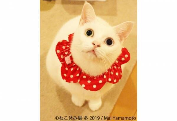 【2019年版】2月22日は猫の日！猫好き必見の猫イベント特集