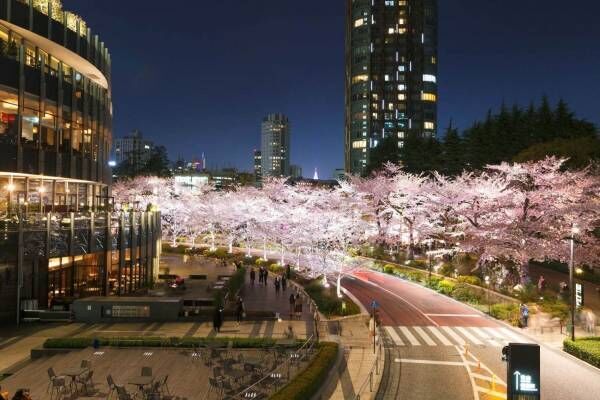東京ミッドタウンの「ミッドタウン・ブロッサム」夜桜ライトアップ&amp;“春色”ロゼでお花見も