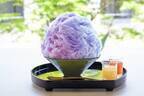 「紫陽花」をモチーフにした季節限定かき氷が鎌倉・こまち茶屋で登場！