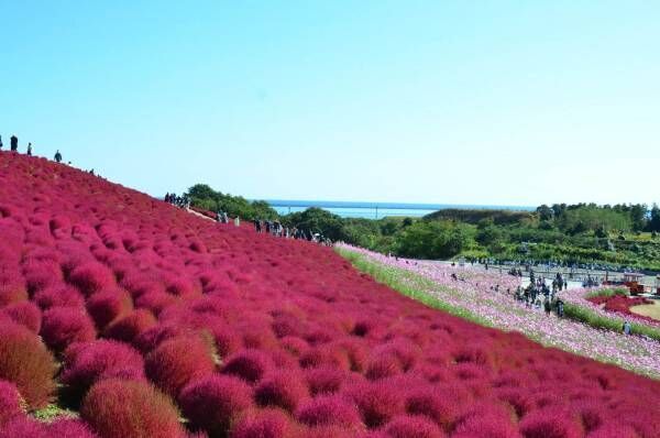 茨城・国営ひたち海浜公園、秋の絶景「コキア」約3万2千本が真っ赤に染まる秋の紅葉！