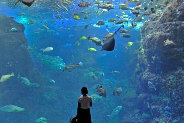 「新江ノ島水族館」クラゲが主役の限定イベント、”秋の海中散歩”がテーマの展示も開催！